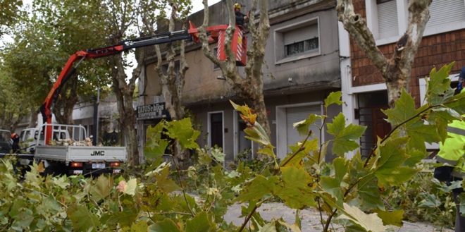 Se realizará tarea de raleo en árboles del ornato público y corte de rebrotes