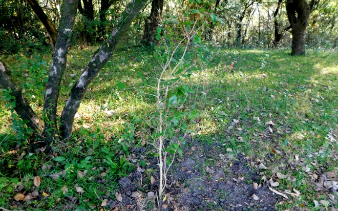 24m plantacion camping