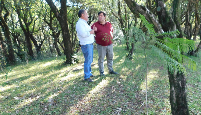 arboles ribera yi