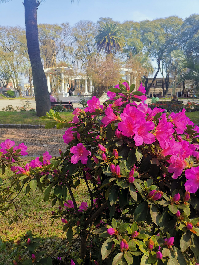 Reposicion de plantas y enjardinados en plazas 4