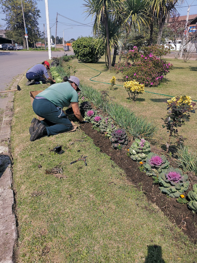 Reposicion de plantas y enjardinados en plazas 5