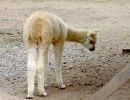 27  alpaca bebe idd