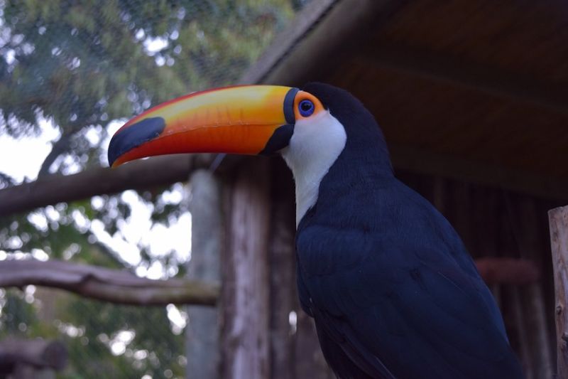 3  tucan 