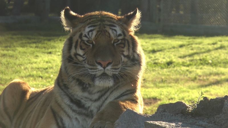 4  tigre