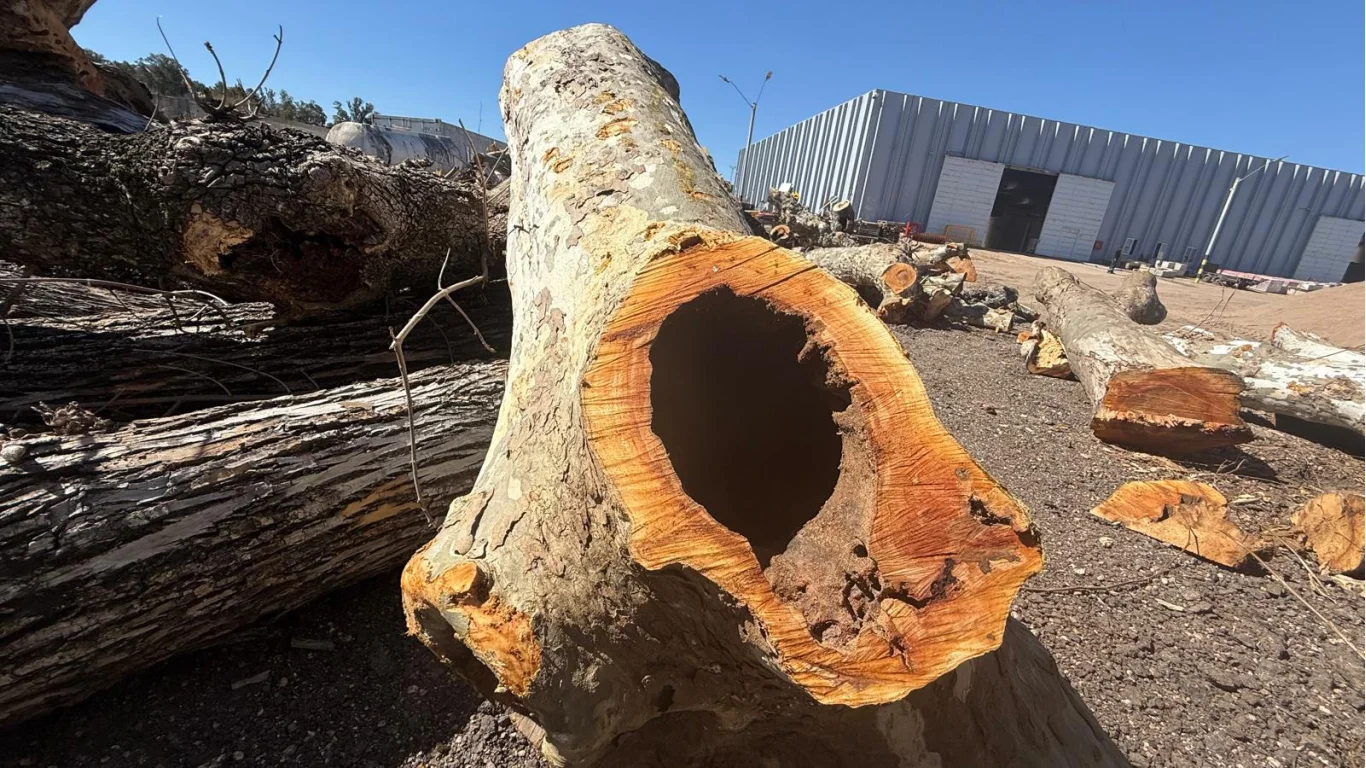 Gobierno de Durazno lanzó el Plan de Arbolado