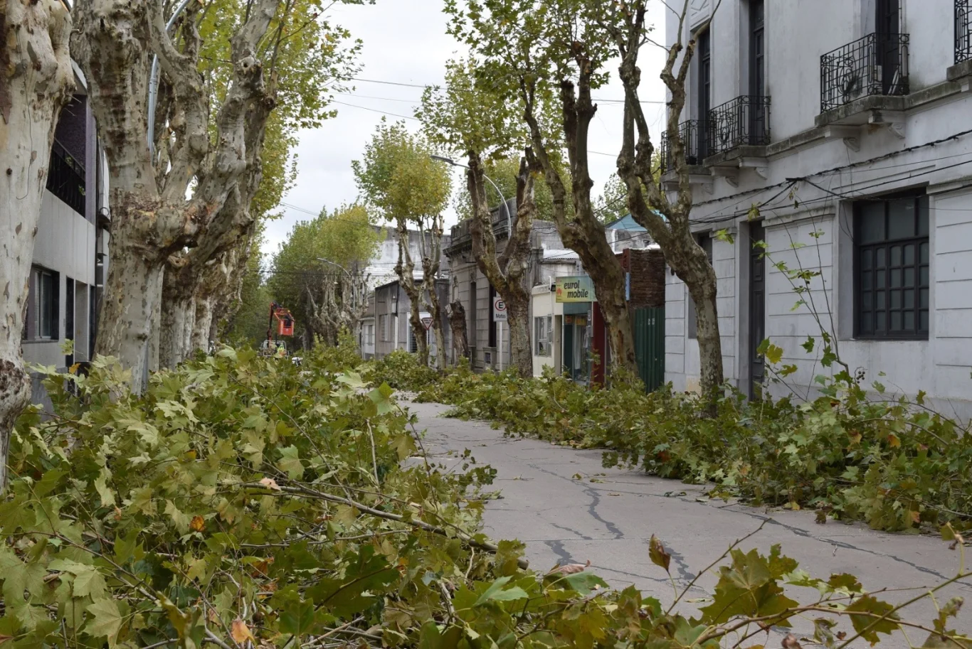 Presentarán el Plan de Intervención de Árboles en la Vía Pública