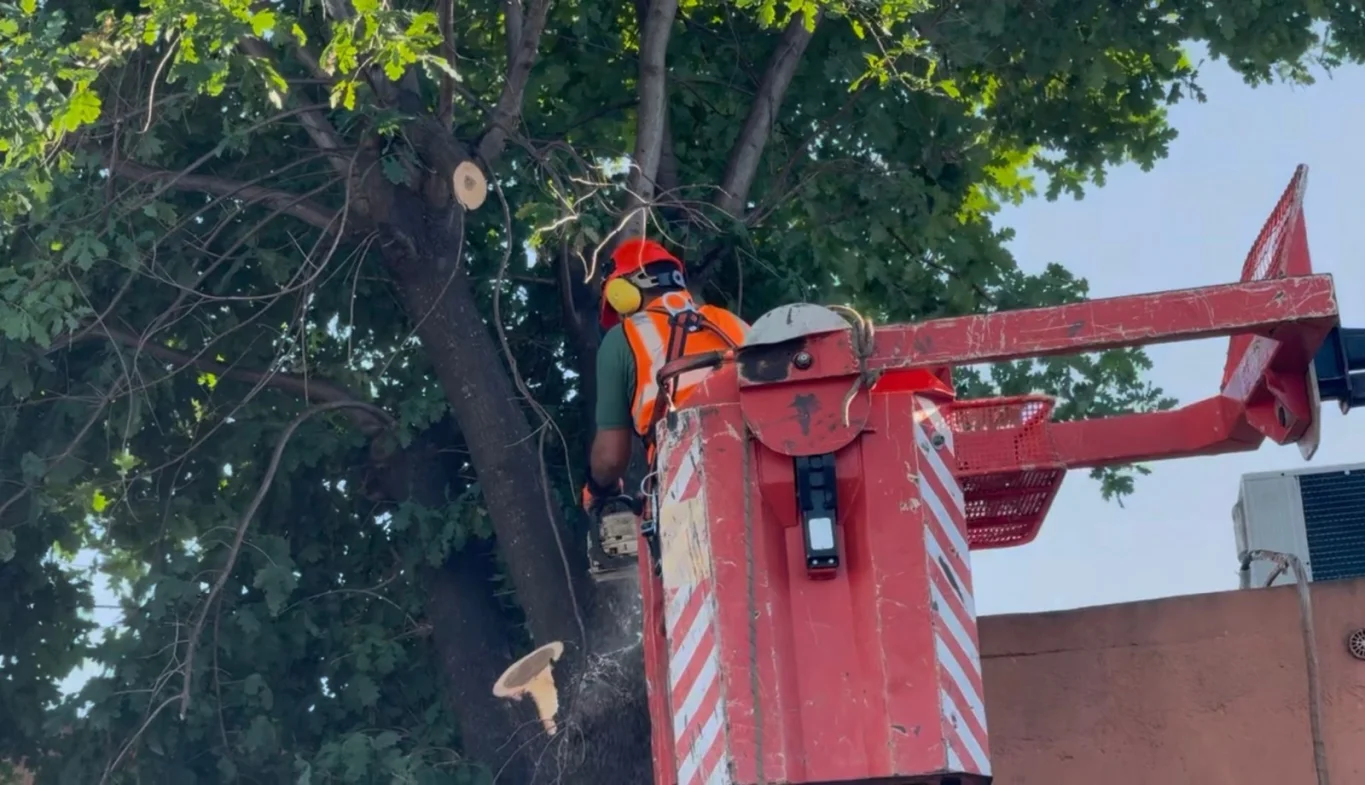 Ajustes finales: ralean árboles para despejar el paso del carnaval duraznense