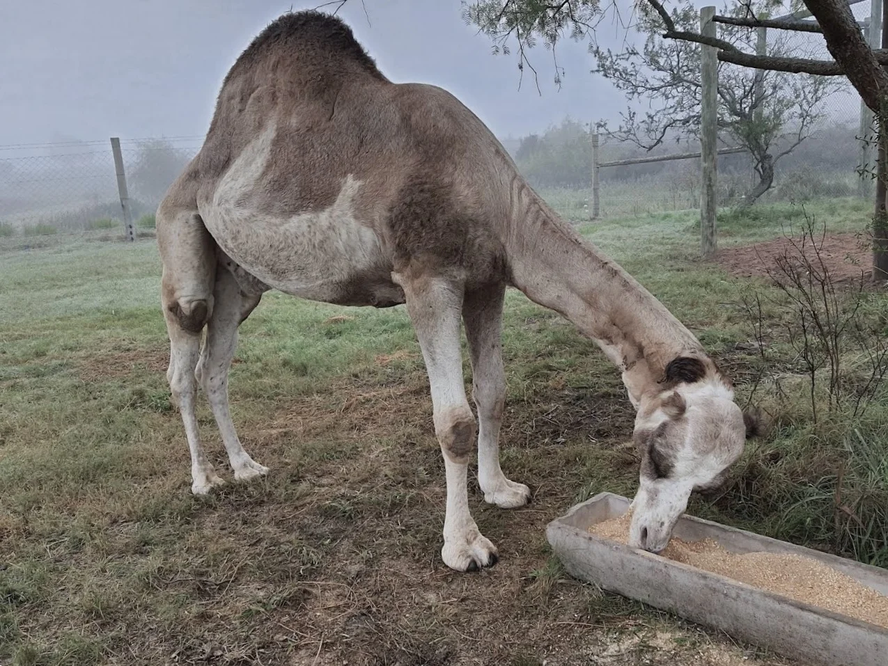 Falleció dromedario de Bioparque "Washington Rodríguez Piquinela"