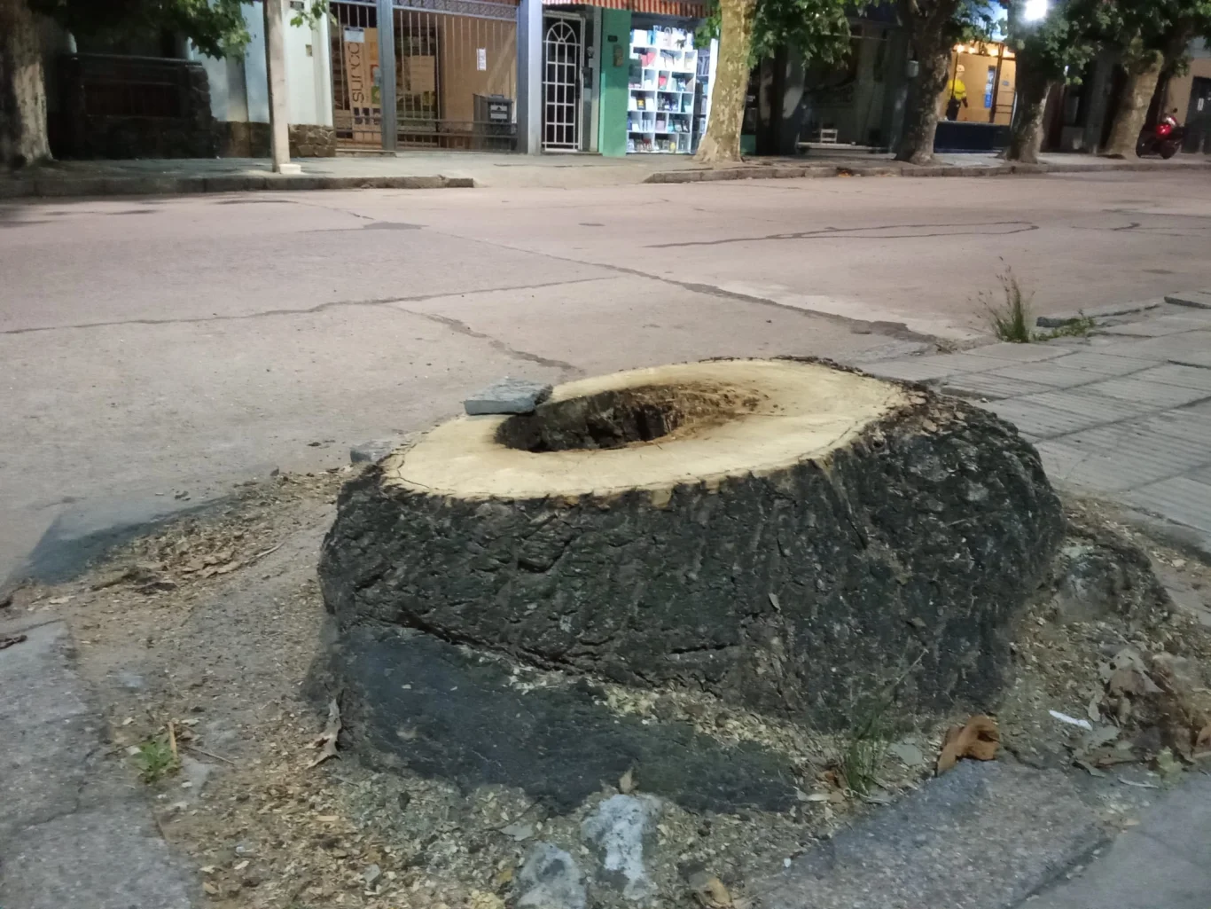 Autoridades de la IDD piden que no toquen las cepas de árboles retirados